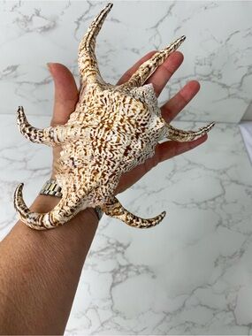 Large Decorative Giant Chiragra conch Seashell - Brown & Cream